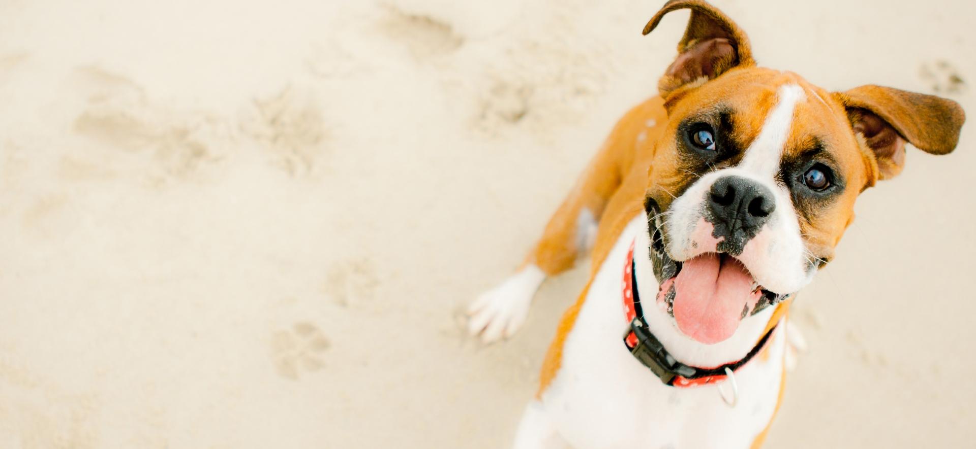 alohabeach it spiaggia-per-fido 005